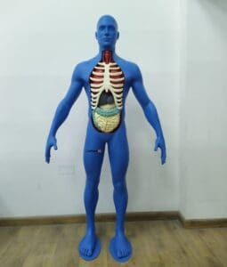 3d printing human mannequin in dubai
